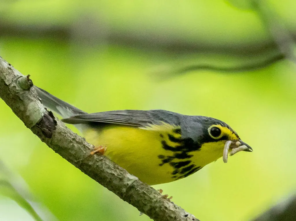 加拿大威森莺(Cardellina canadensis)