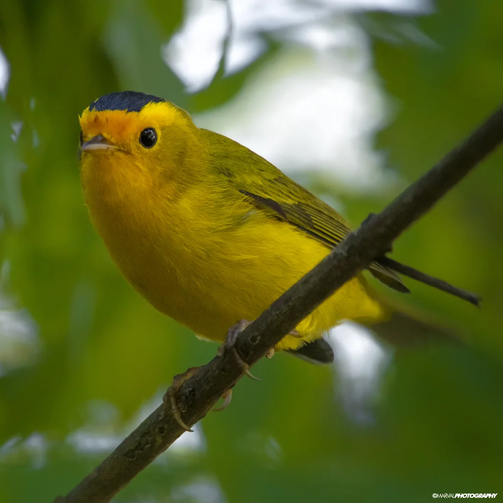 黑头威森莺(Cardellina pusilla)