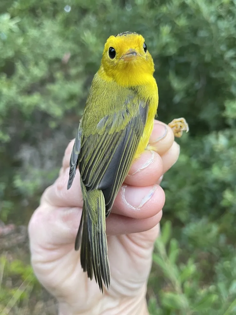 黑头威森莺(Cardellina pusilla)