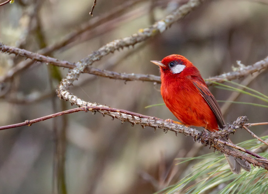 红头虫莺(Cardellina rubra)