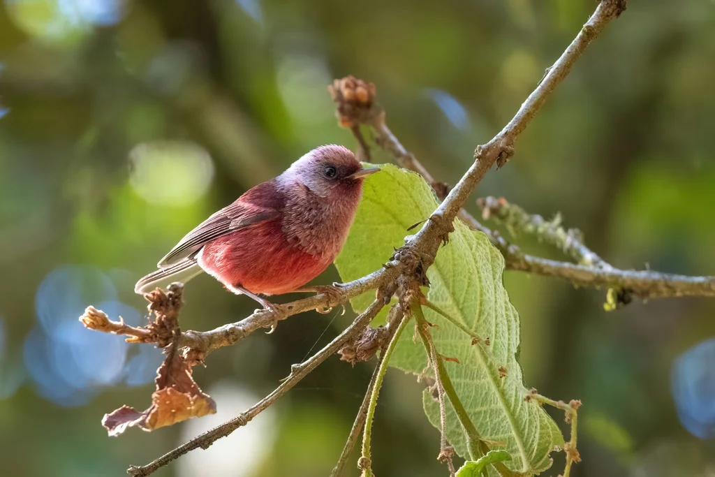 粉头虫莺(Cardellina versicolor)