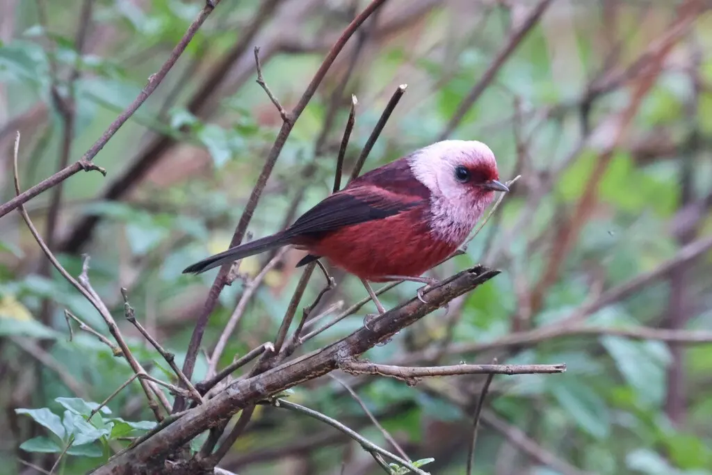 粉头虫莺(Cardellina versicolor)