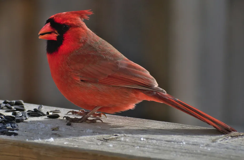 主红雀(Cardinalis cardinalis)