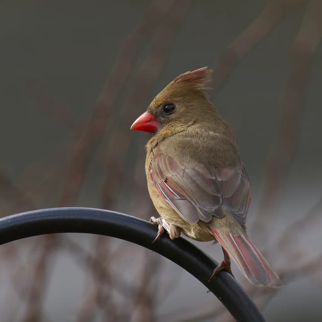 主红雀(Cardinalis cardinalis)