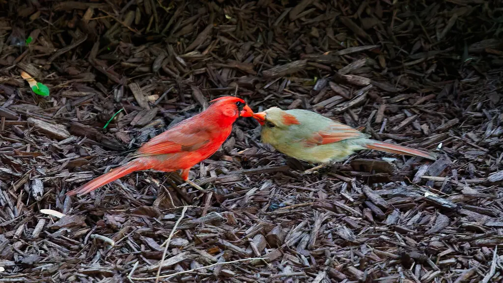 主红雀(Cardinalis cardinalis)