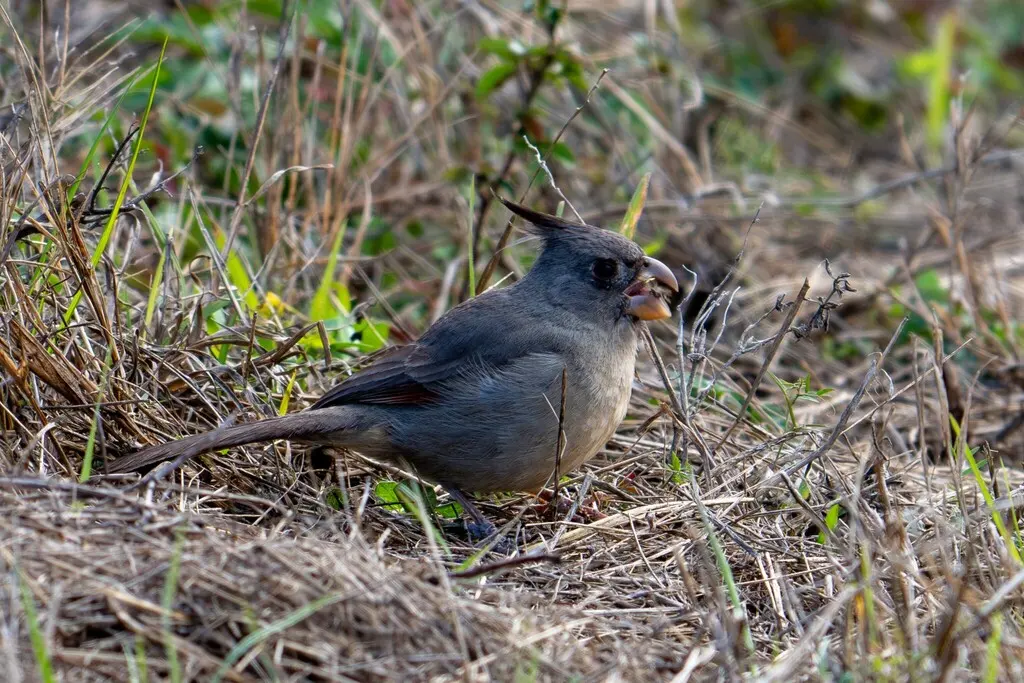 灰额主红雀(Cardinalis sinuatus)