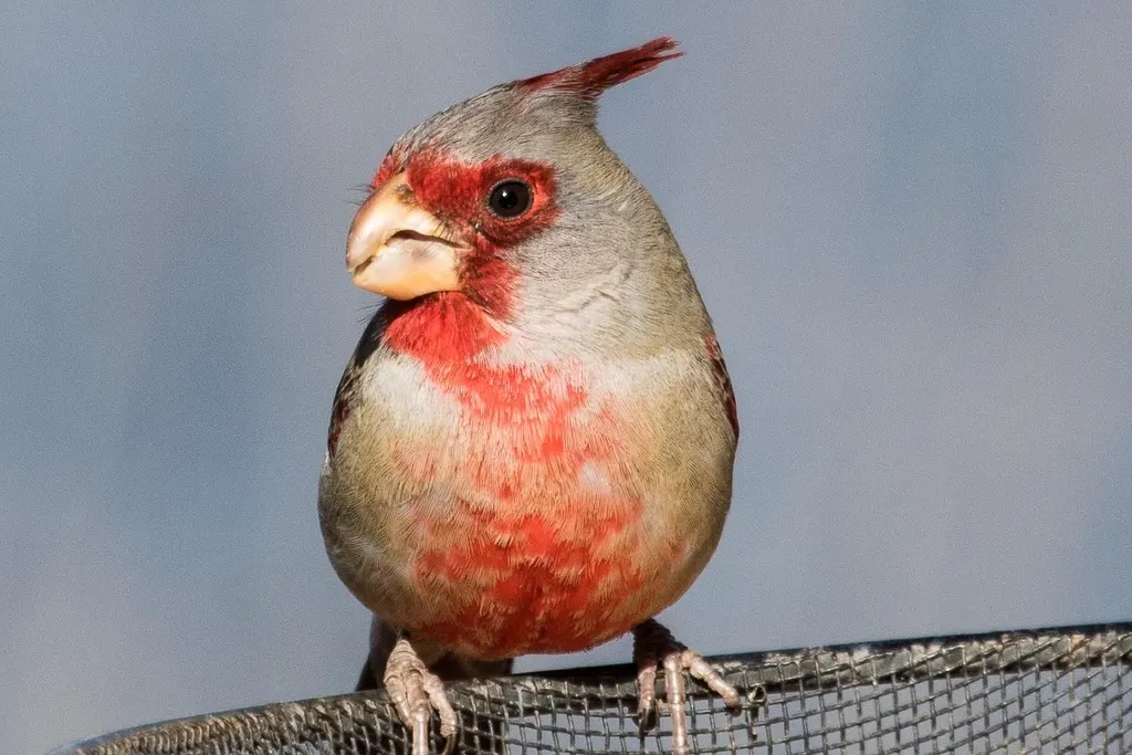 灰额主红雀(Cardinalis sinuatus)