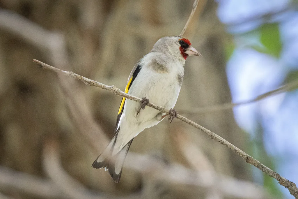 灰冠金翅雀(Carduelis caniceps)