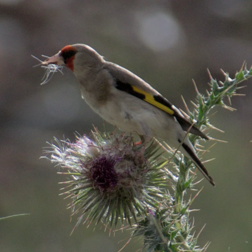 灰冠金翅雀(Carduelis caniceps)