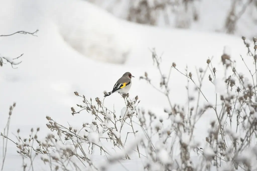 灰冠金翅雀(Carduelis caniceps)