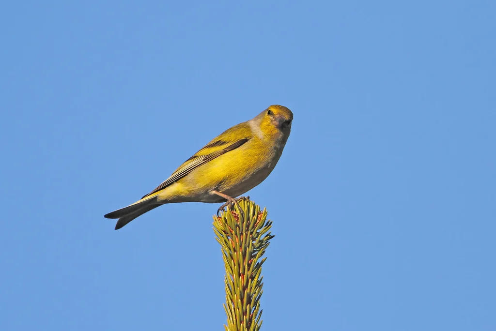 桔黄丝雀(Carduelis citrinella)