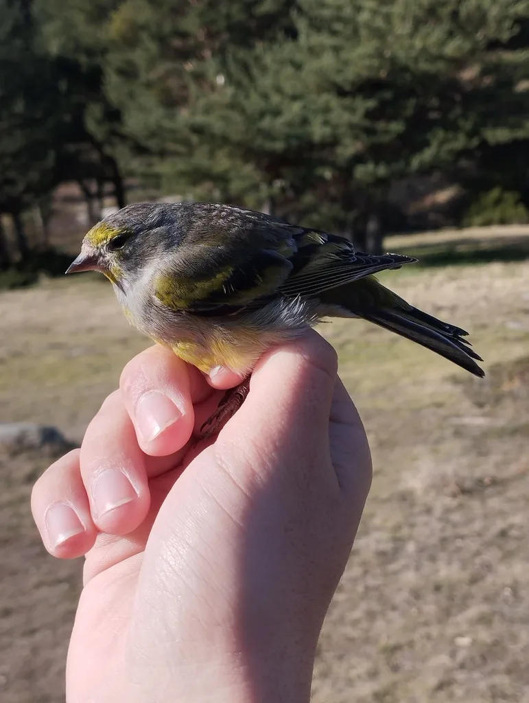 桔黄丝雀(Carduelis citrinella)