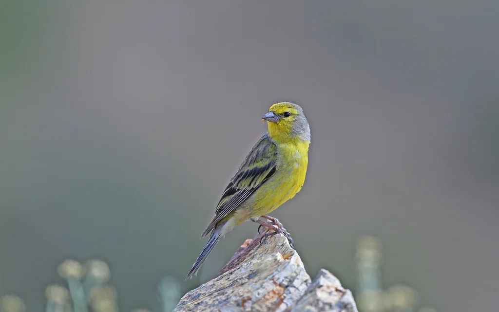 科西嘉黄丝雀(Carduelis corsicana)
