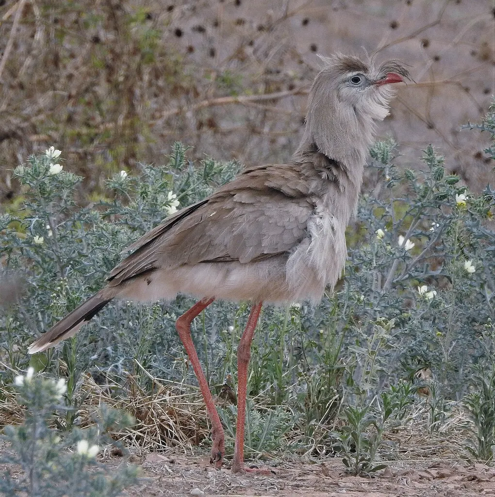 红腿叫鹤(Cariama cristata)