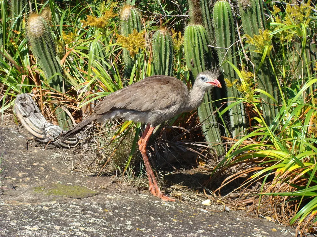 红腿叫鹤(Cariama cristata)