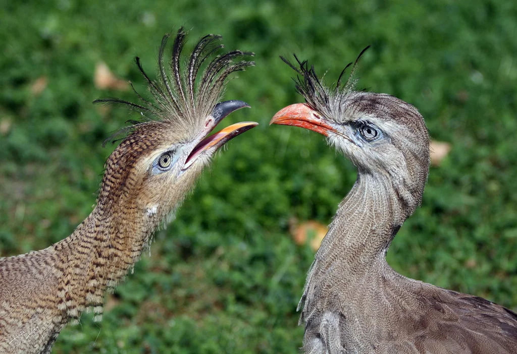 红腿叫鹤(Cariama cristata)