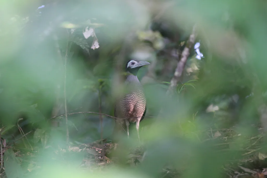 地鹃（Carpococcyx radiceus）