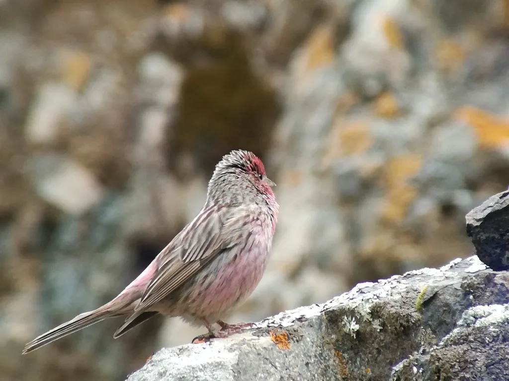 中华朱雀（Carpodacus davidianus）