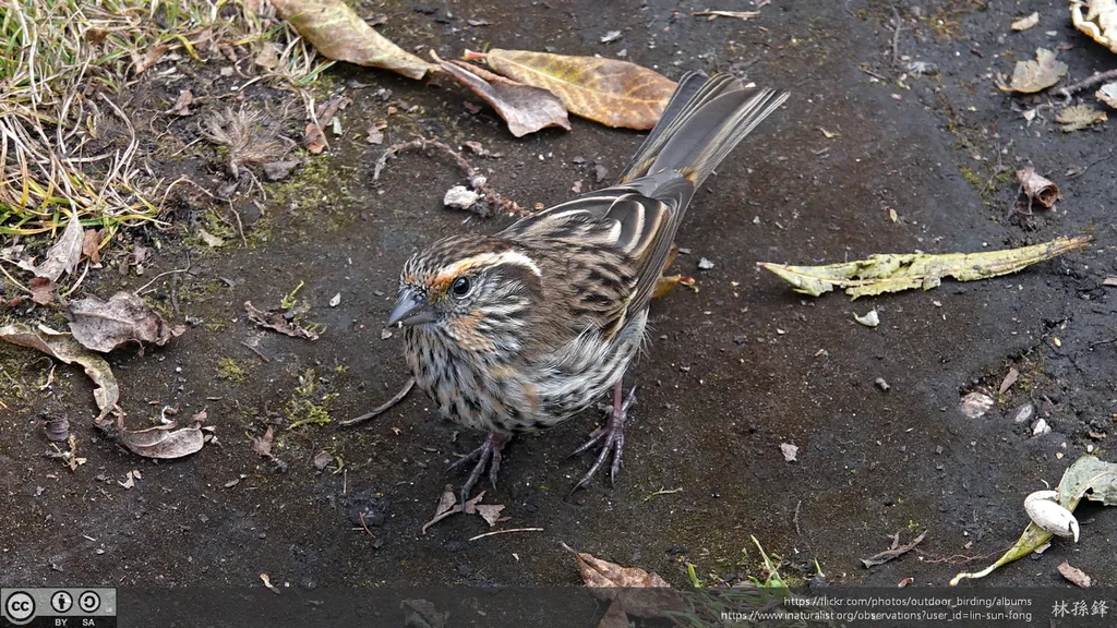 白眉朱雀（Carpodacus dubius）