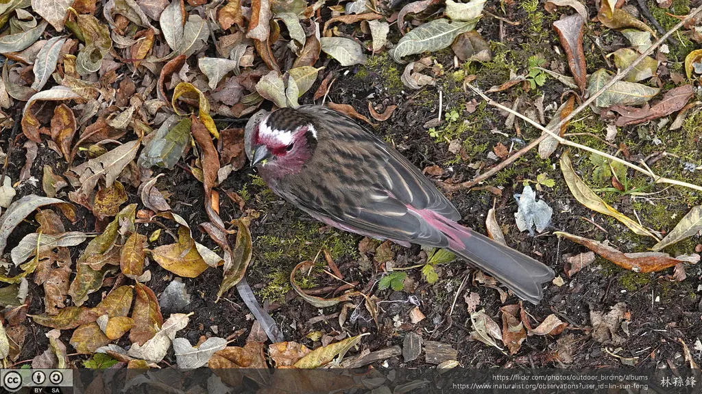 白眉朱雀（Carpodacus dubius）