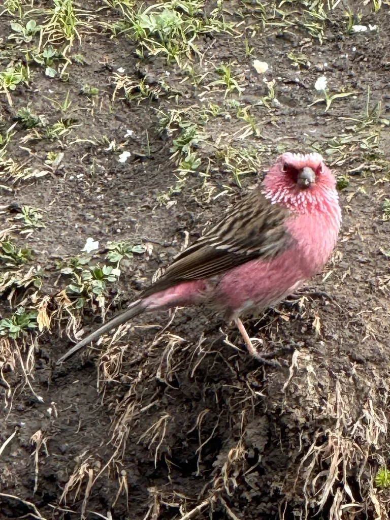 白眉朱雀（Carpodacus dubius）