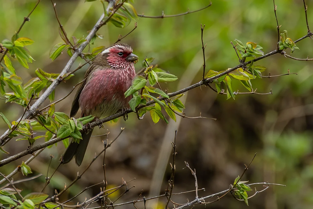 白眉朱雀（Carpodacus dubius）