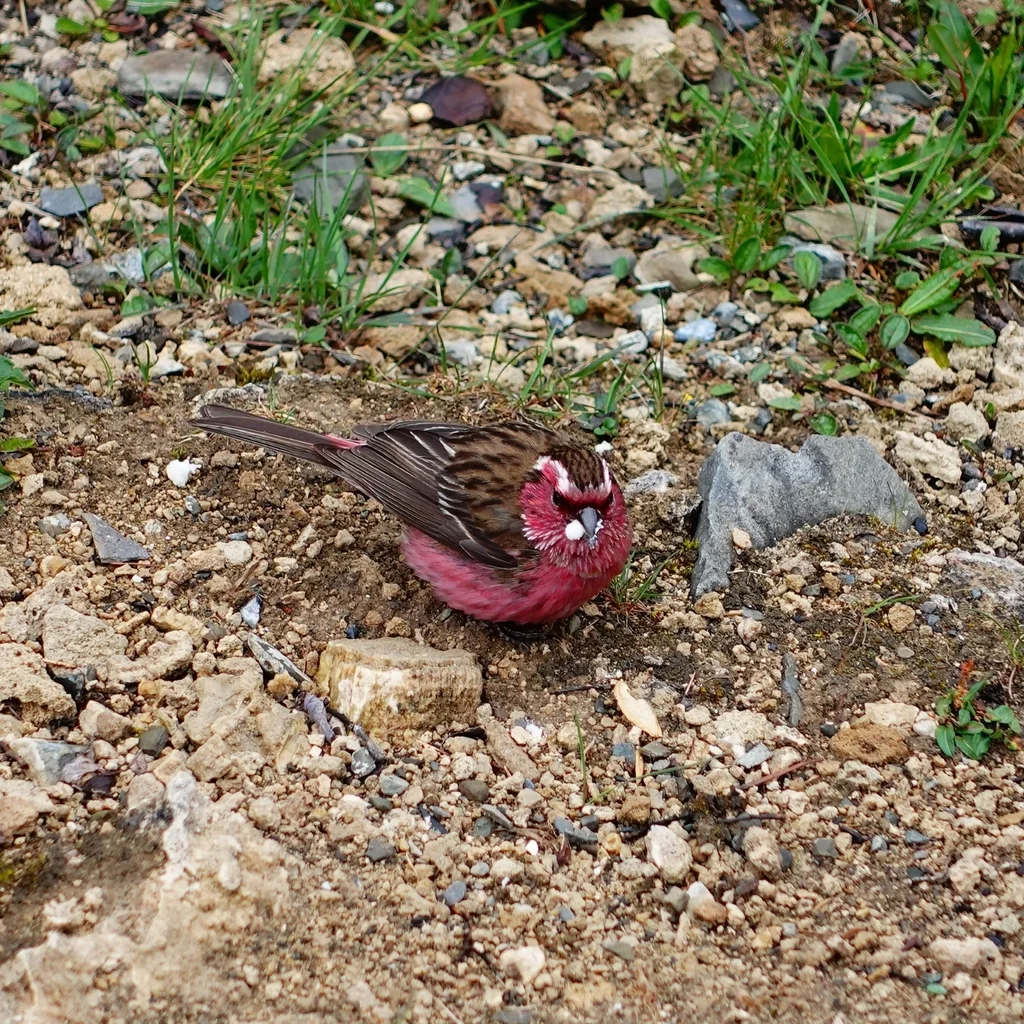 白眉朱雀（Carpodacus dubius）