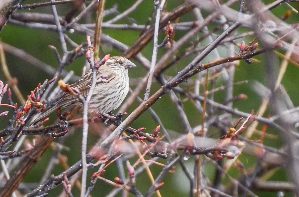 白眉朱雀（Carpodacus dubius）