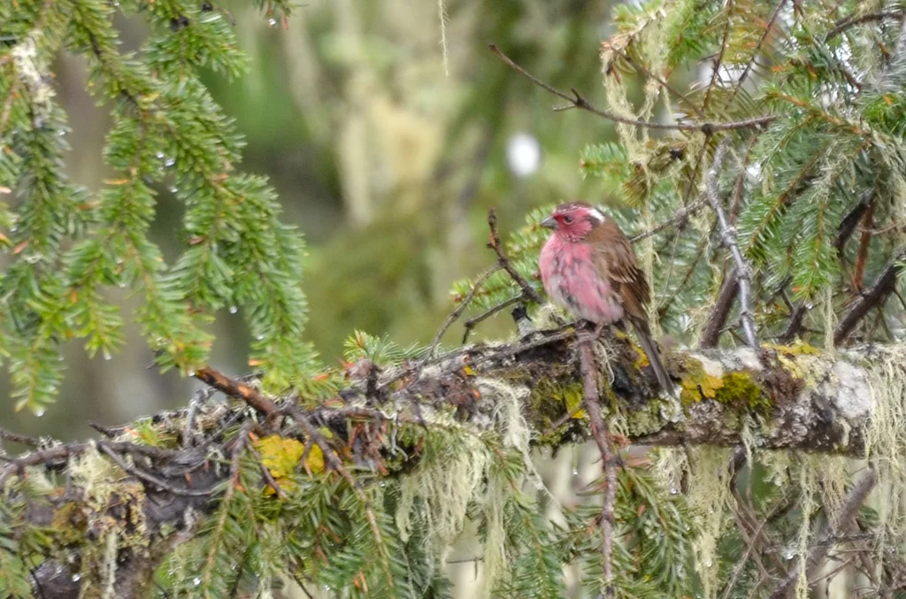 白眉朱雀（Carpodacus dubius）