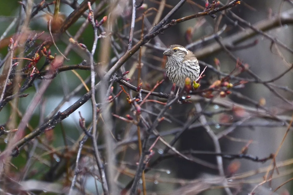 白眉朱雀（Carpodacus dubius）