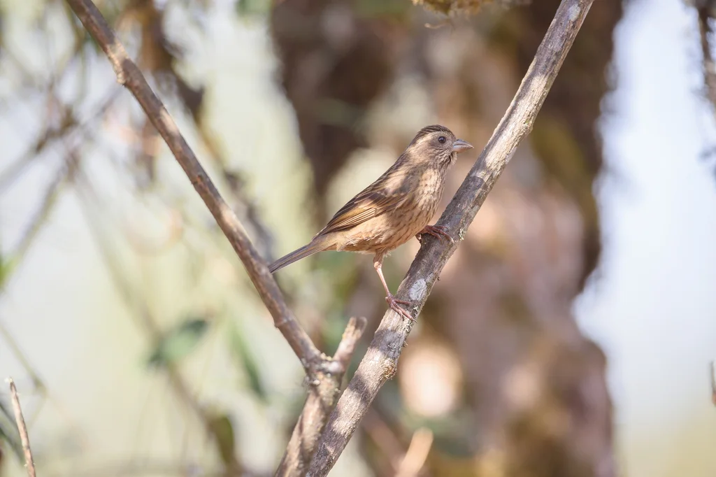 棕朱雀（Carpodacus edwardsii）