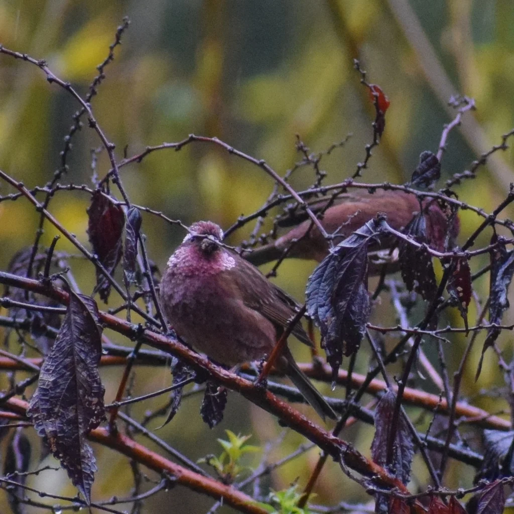 棕朱雀（Carpodacus edwardsii）