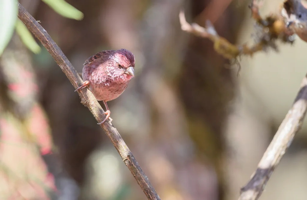 棕朱雀（Carpodacus edwardsii）