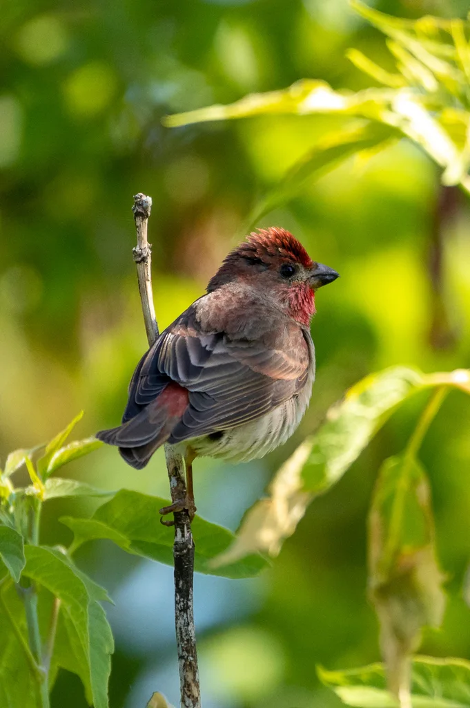 普通朱雀（Carpodacus erythrinus）