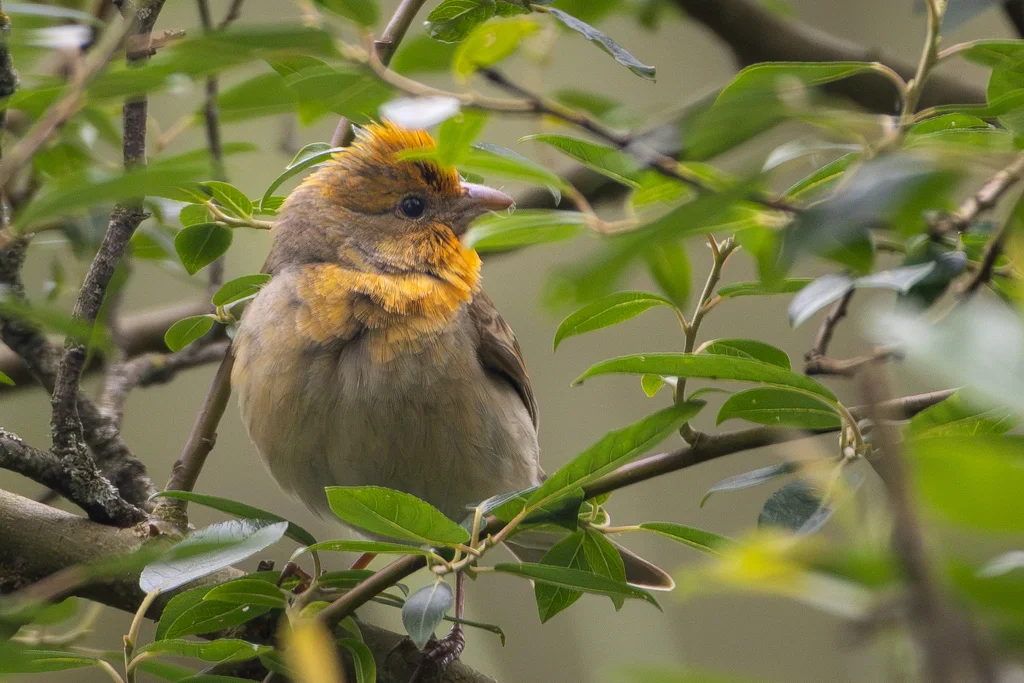 普通朱雀（Carpodacus erythrinus）