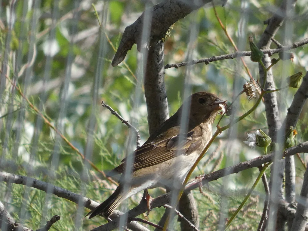 普通朱雀（Carpodacus erythrinus）