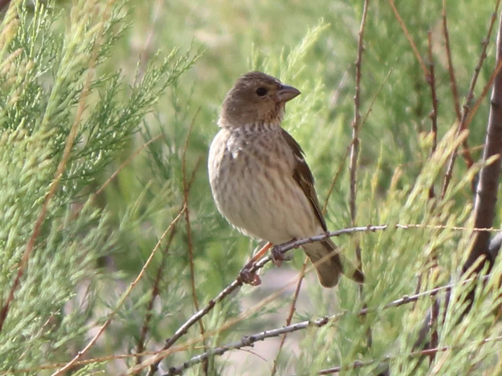 普通朱雀（Carpodacus erythrinus）