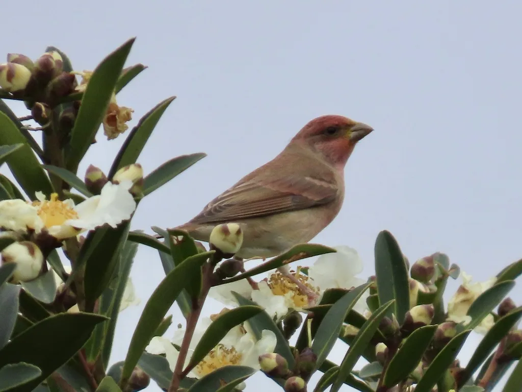 普通朱雀（Carpodacus erythrinus）