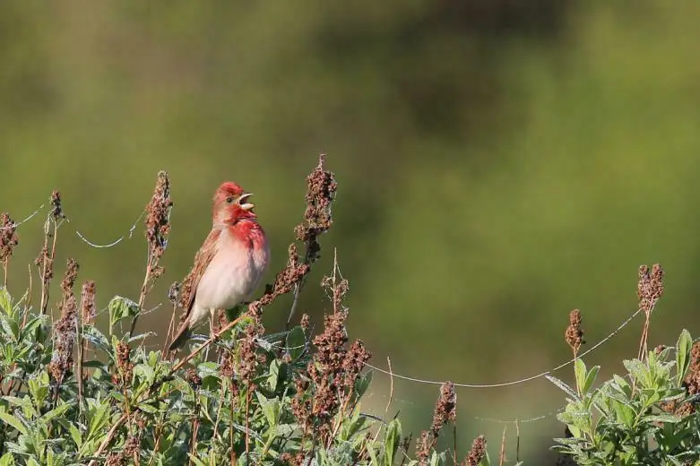 普通朱雀(Carpodacus erythrinus)