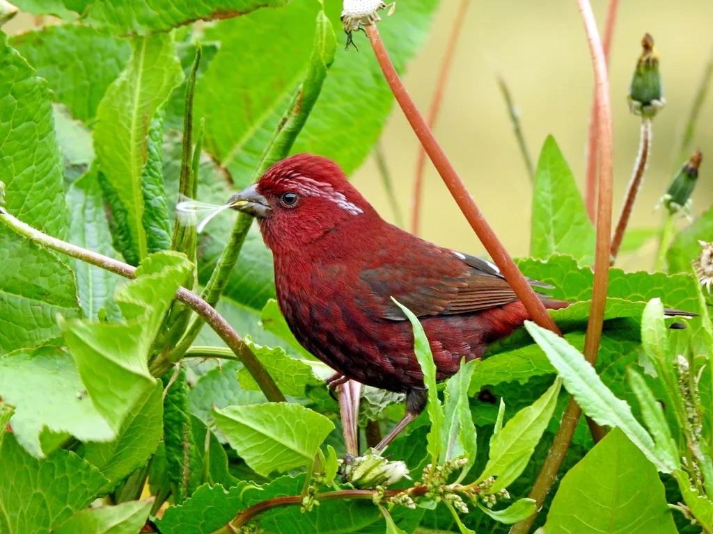 台湾酒红朱雀(Carpodacus formosanus)