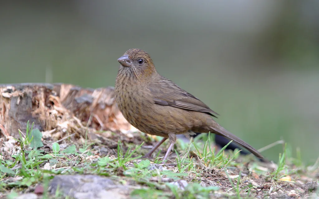 台湾酒红朱雀(Carpodacus formosanus)