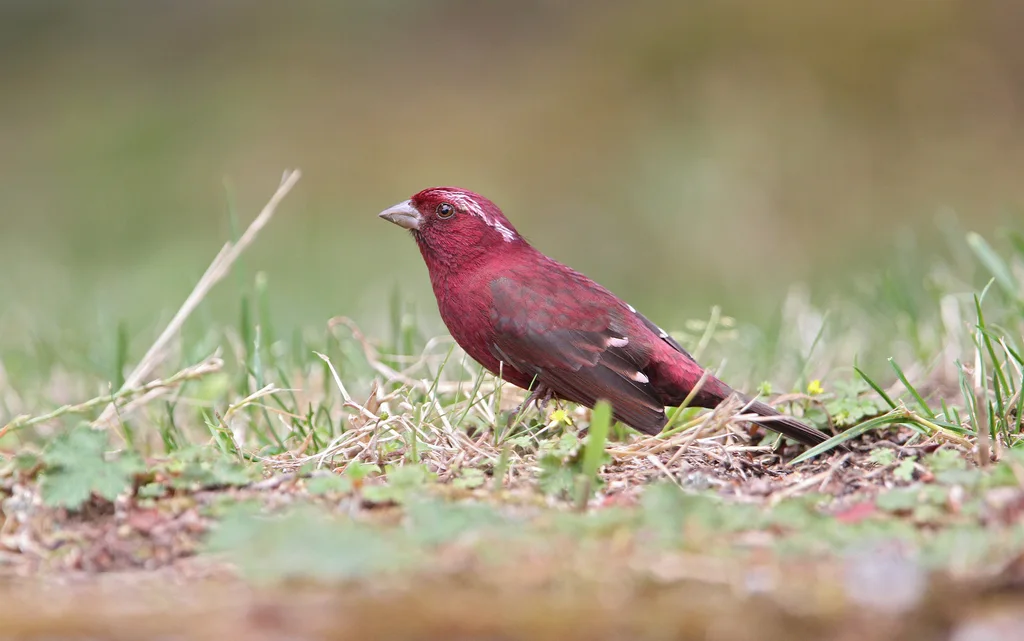 台湾酒红朱雀(Carpodacus formosanus)
