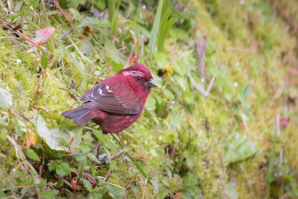 台湾酒红朱雀(Carpodacus formosanus)