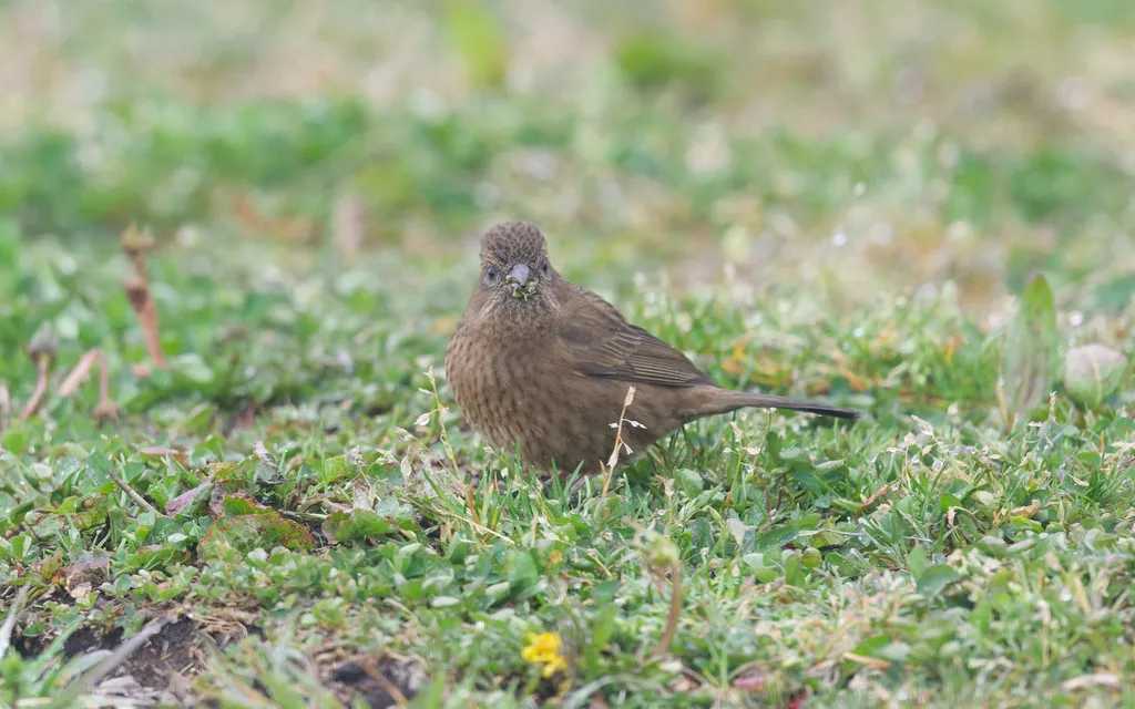 台湾酒红朱雀(Carpodacus formosanus)