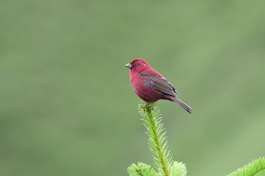台湾酒红朱雀(Carpodacus formosanus)
