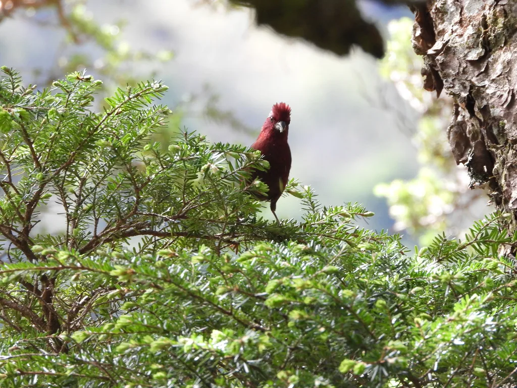 台湾酒红朱雀(Carpodacus formosanus)