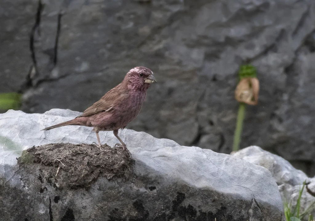 喜山红腰朱雀(Carpodacus grandis)
