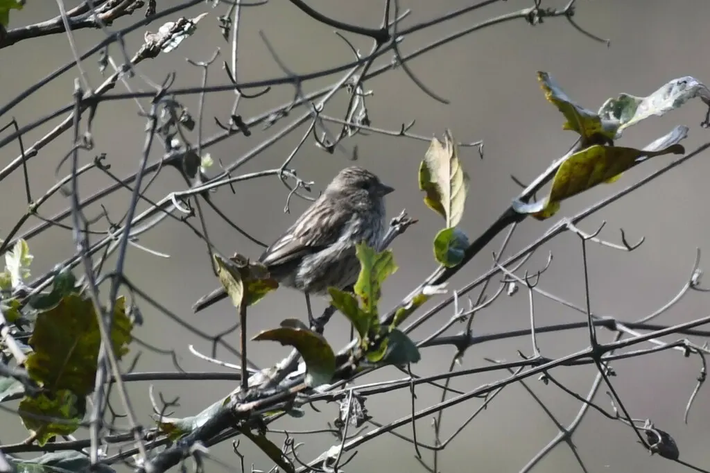 红眉朱雀(Carpodacus pulcherrimus)