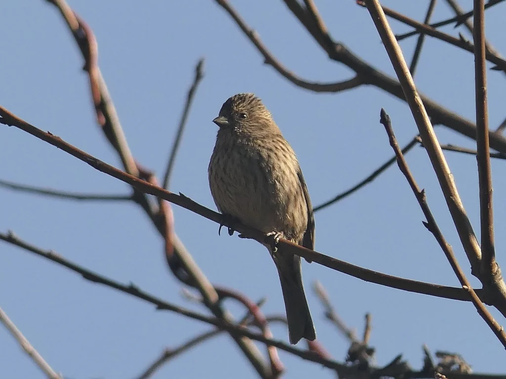 红眉朱雀(Carpodacus pulcherrimus)
