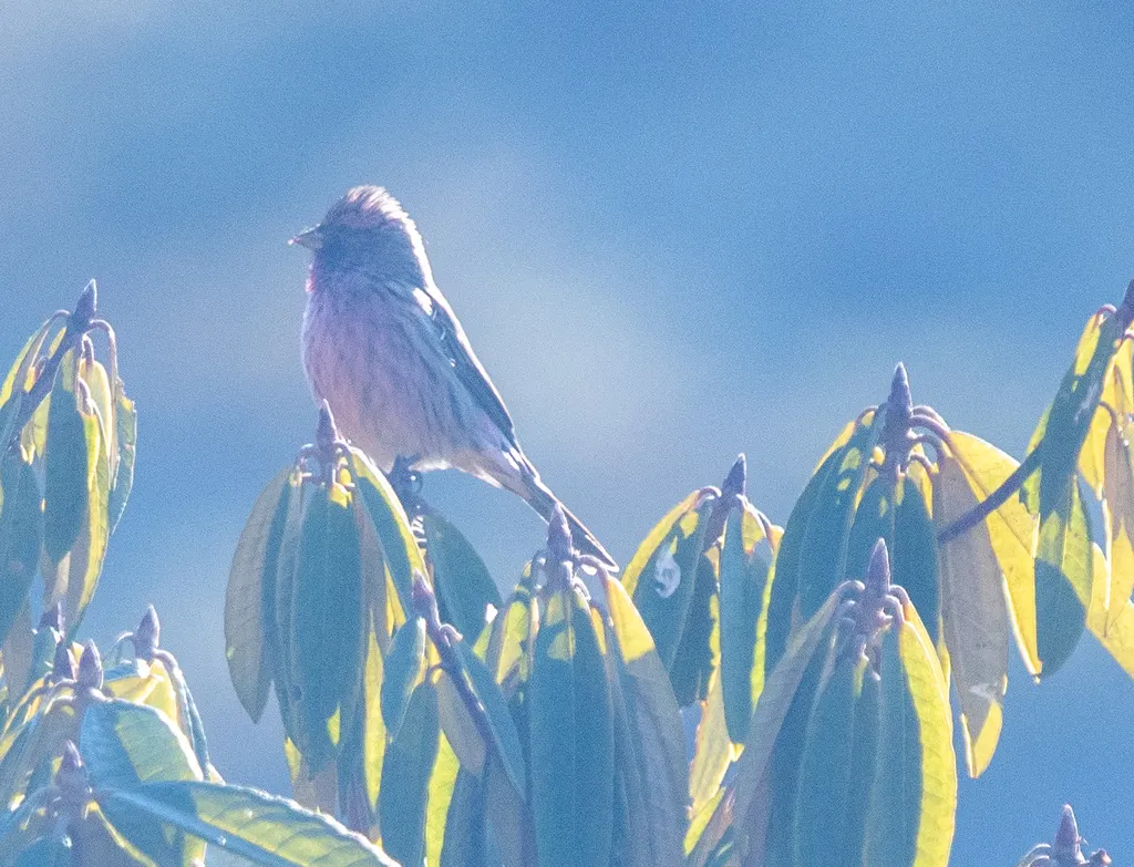红眉朱雀(Carpodacus pulcherrimus)
